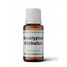 Eukaliptus globulus -...