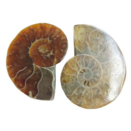 Amonity-2 szt. 2,5 cm