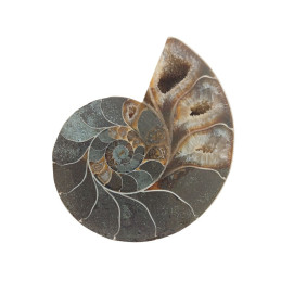 Amonit - 80 mm.